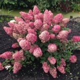 Hydrangea paniculata sunday fraise: opis, fotografije i recenzije